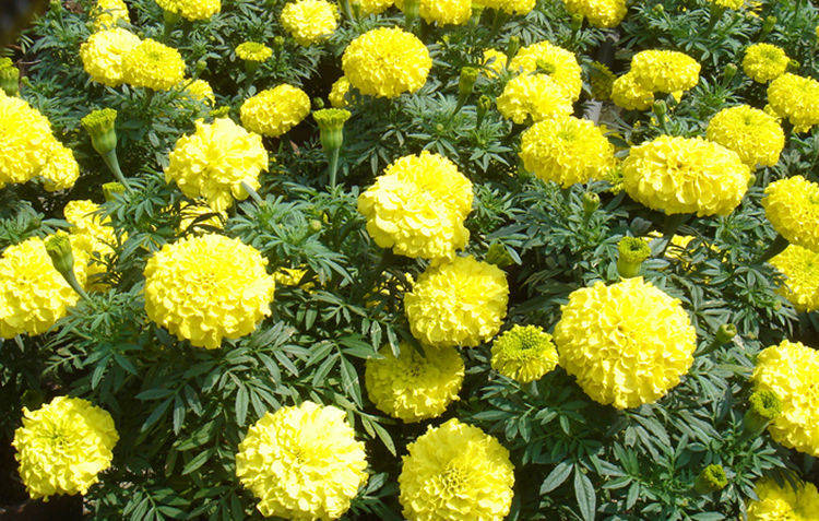 家養此款花卉,花大色豔勝玫瑰,四季有花開,花香四溢飄滿屋,美_萬壽菊