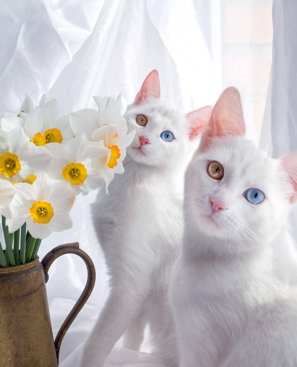 双胞胎猫咪患遗传疾病,眼睛颜色各不相同,绽放着魔幻般的色彩