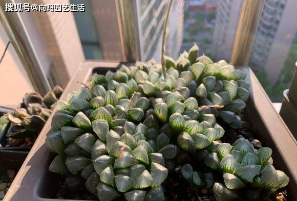 玉露的根烂掉了 一点根都没了 埋到蛭石里 1周长出大白根 根系