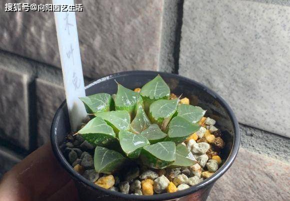 玉露的根烂掉了 一点根都没了 埋到蛭石里 1周长出大白根 根系