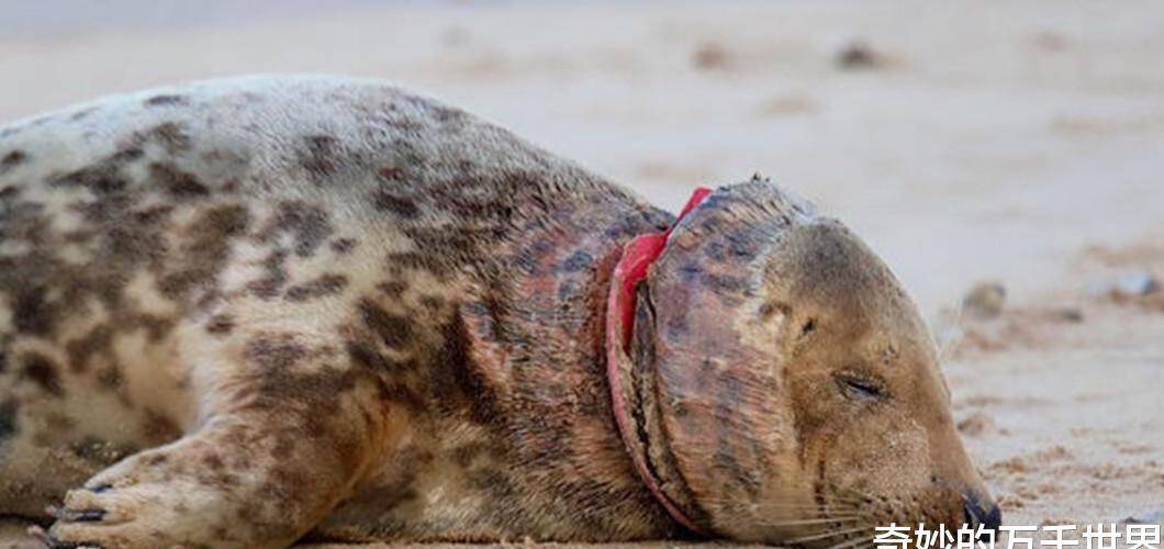 原创海豹幼崽在海边"搔首弄姿",萌态百出