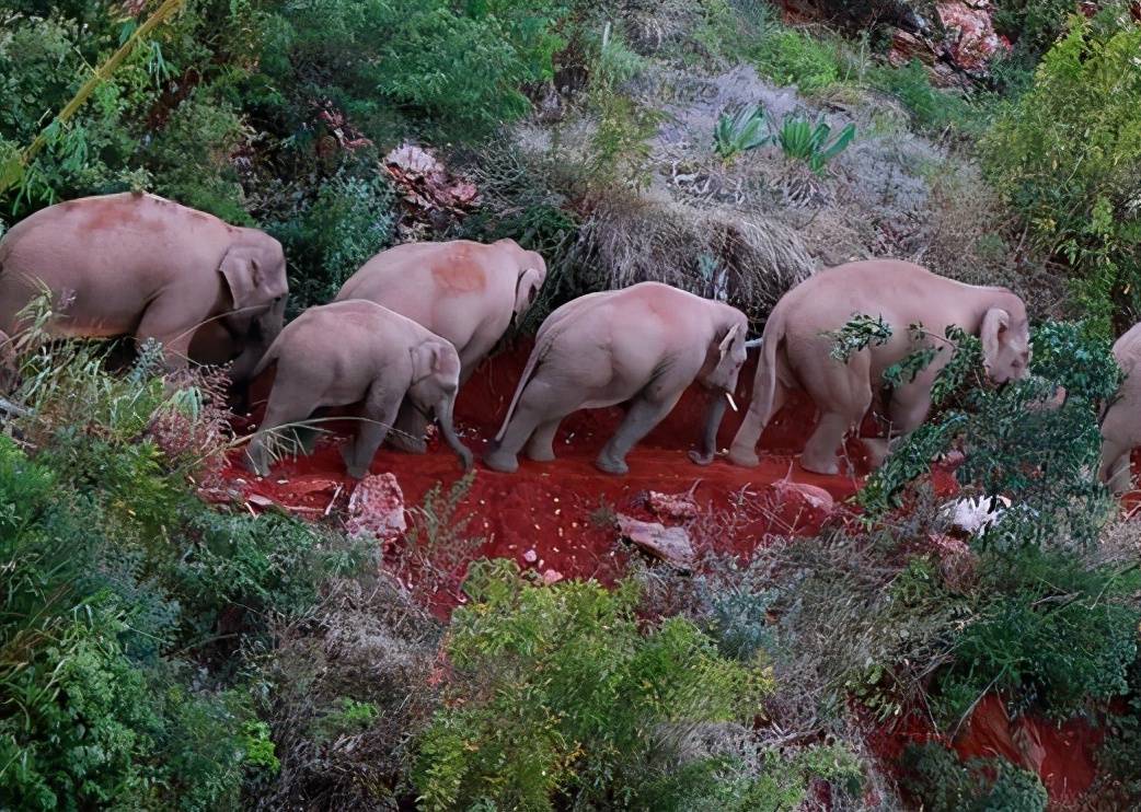 原创云南野象作案400余起后北上如何送它们回家专家给出理想方案