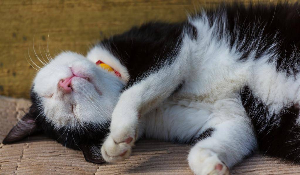 白猫排名_二哈和他的白猫师尊(3)