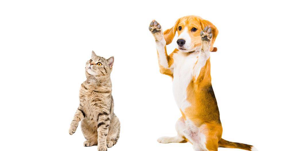 狗和猫哪个更有用处 1afb9e7371084875bca87262b5658fce.jpeg