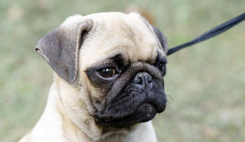 短鼻狗过半有呼吸问题 因身体构造问题 散热较差容易过热中暑 狗狗