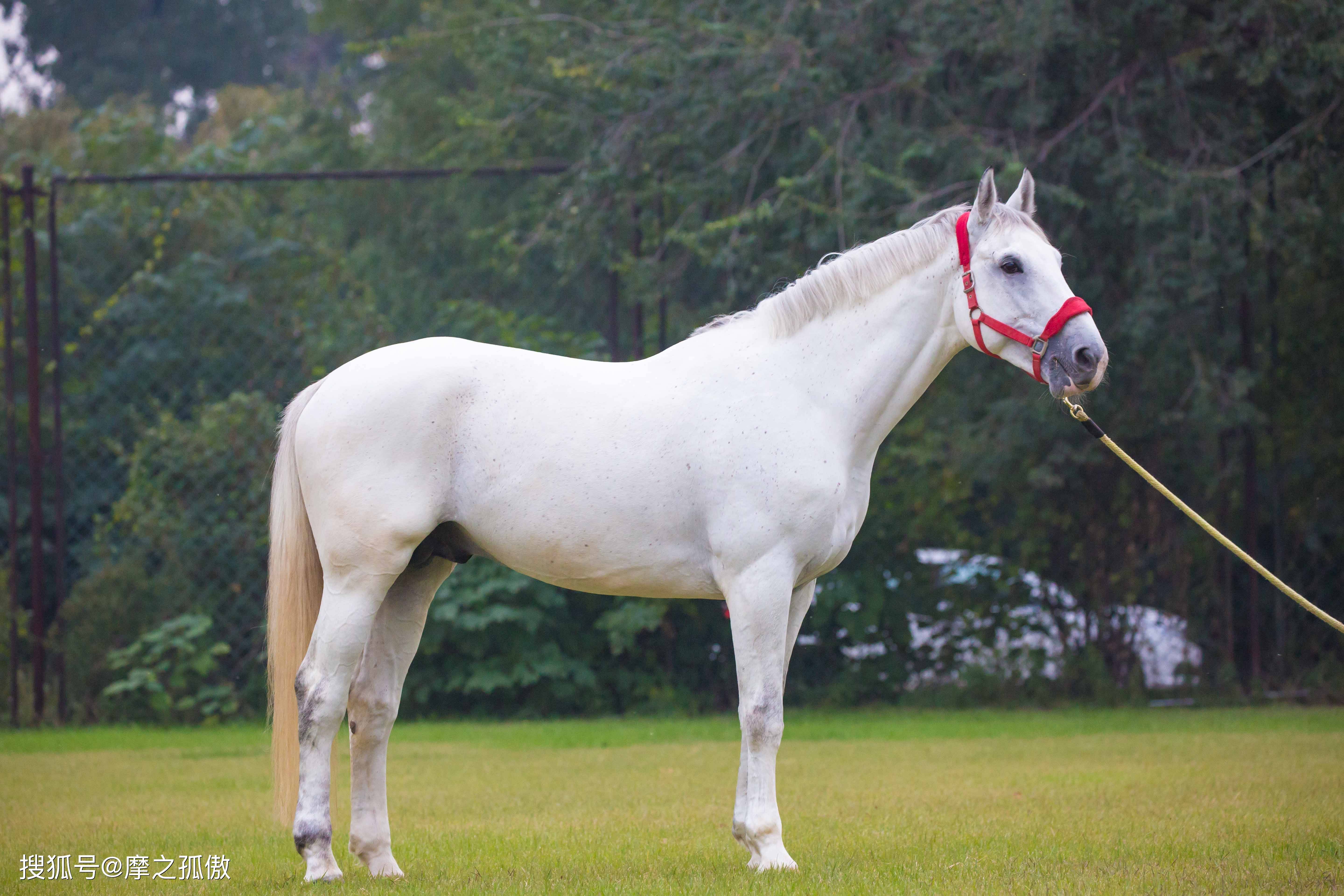 未来30天,属马人"双喜"临门,快来接喜