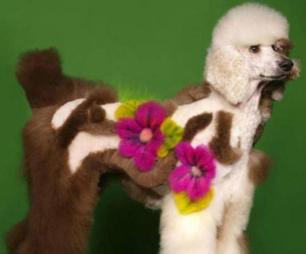 狗为啥不能吃石榴 463125fbb65f45b6930e42d1fda78061.jpeg