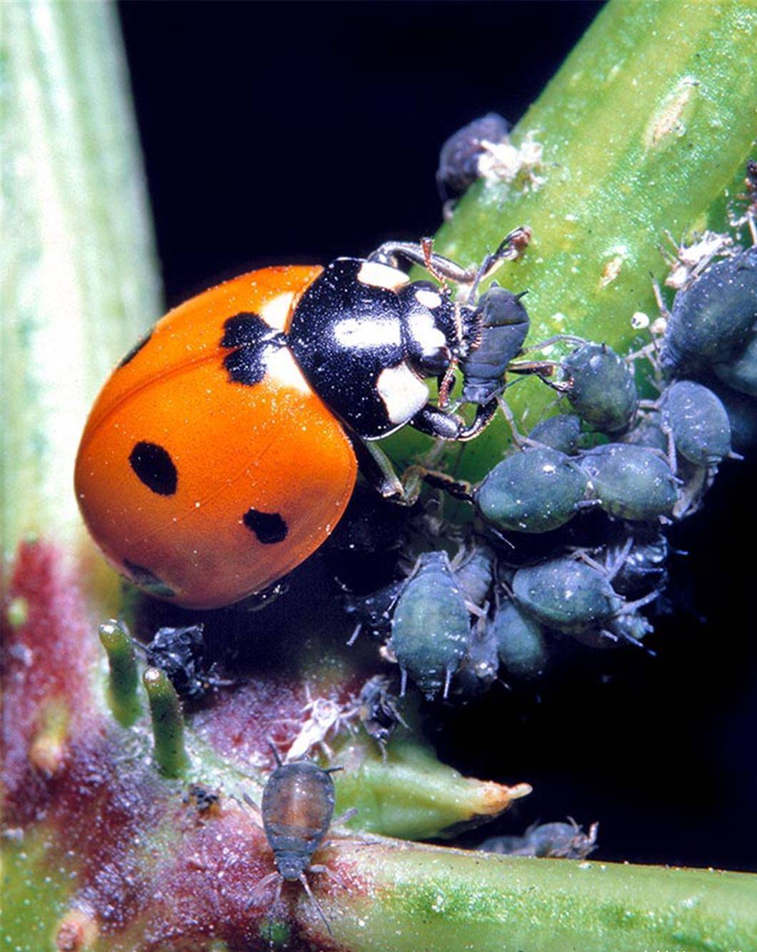 原创从小就在吃蚜虫成虫每天能吃100多只七星瓢虫爱了爱了