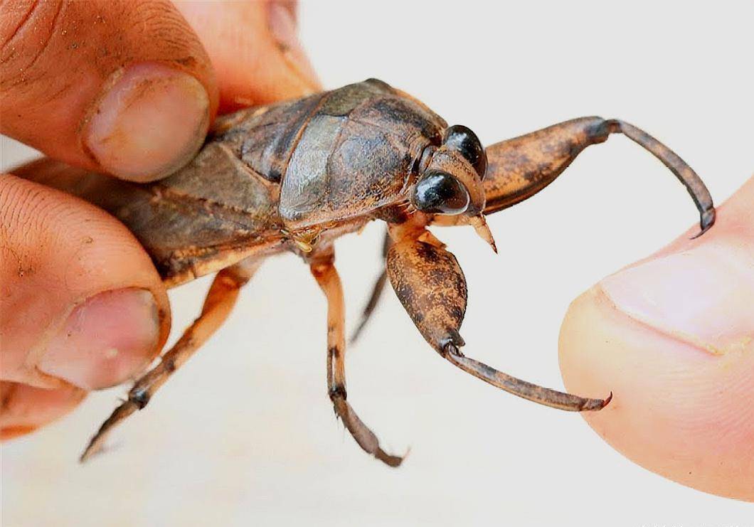 黑色外壳背后隐藏着田鳖的真正本质可怕的淡水捕食者