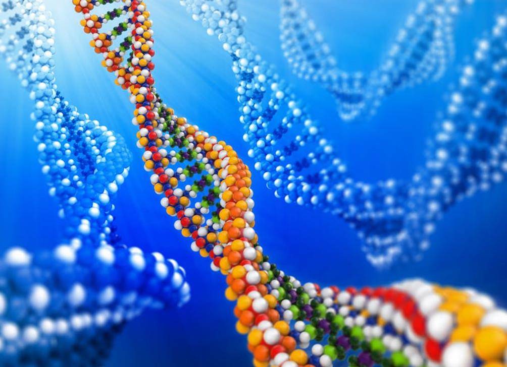 如果生物等级跟基因组数量有关,人类还能排第一位吗?不如一株草