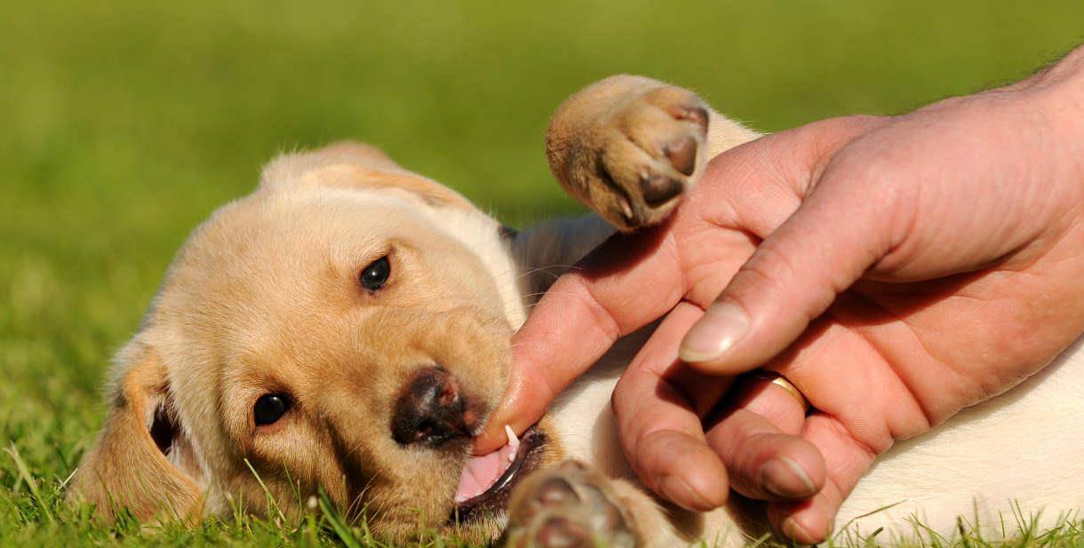 怎么看小狗的牙齿判断年龄 9091d6d78c664745b97489a48286a0d7.jpeg