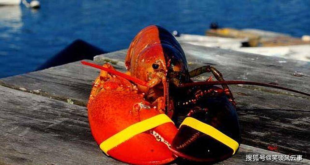 原创渔民捕获一只罕见龙虾售价100万加币相当于一线城市一套房
