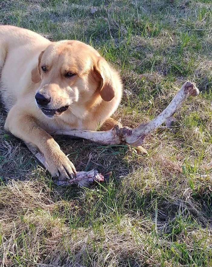 我家的狗竟然收了熊的贿赂 一块骨头把院子给卖了 狗狗