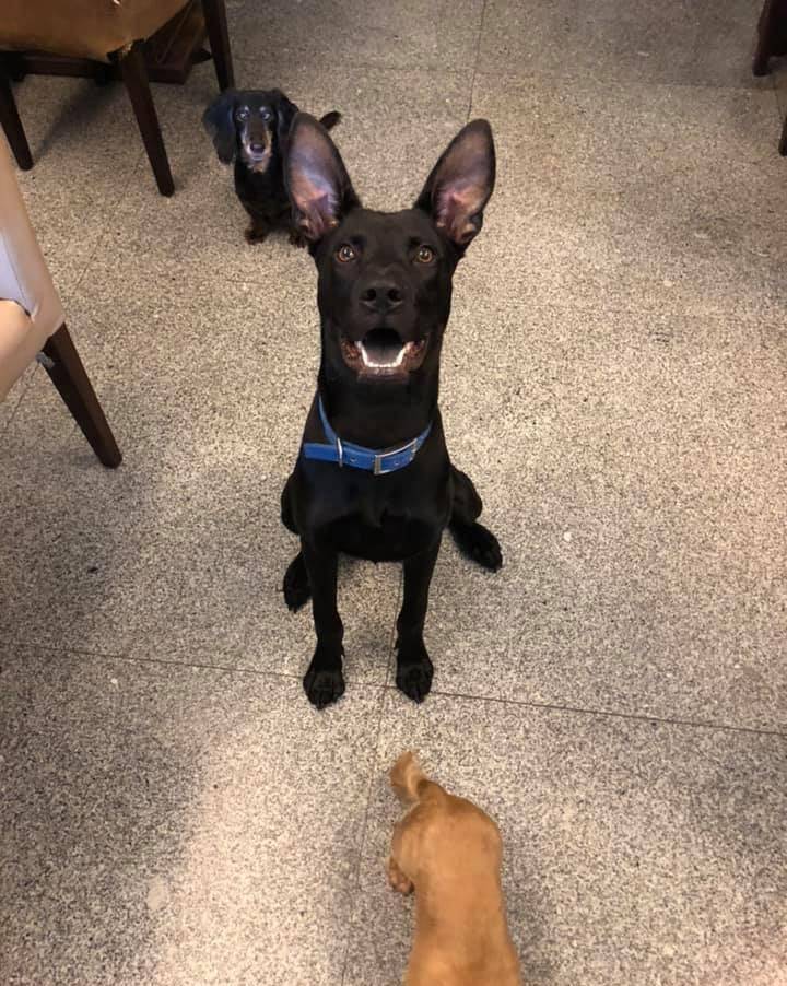 多少斤才可以绝育 e46a5ec485a14d528ad173bc5a7942b8.jpeg