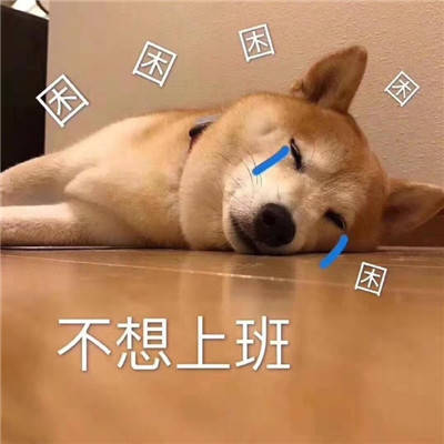 小柴犬可爱表情包是我暗示的还不够明显吗