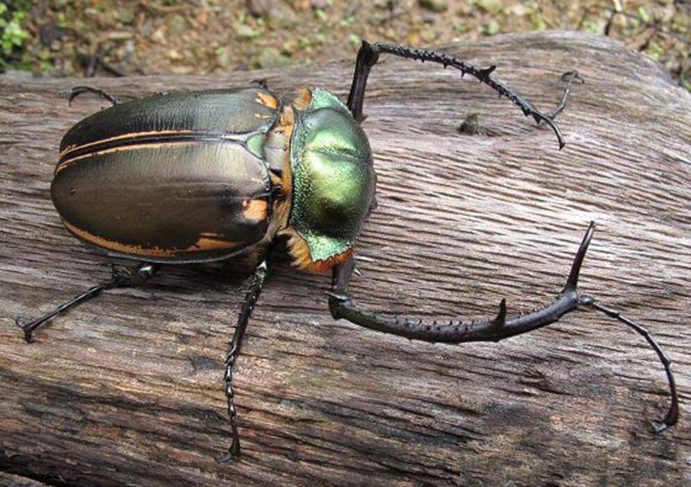 原创罕见阳彩臂金龟重现浙江1982年被宣布灭绝过为什么会出现