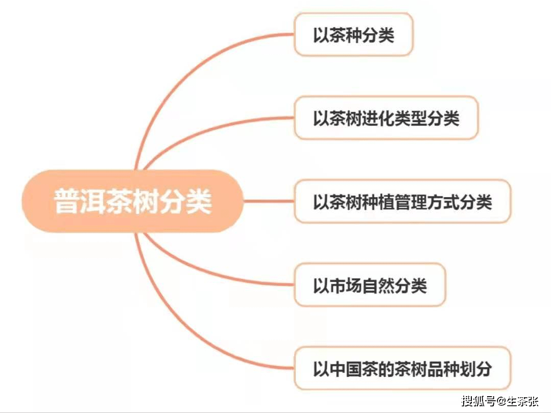 图文结合,详解普洱茶树分类大全,普洱茶树的几种分类,建议收藏!