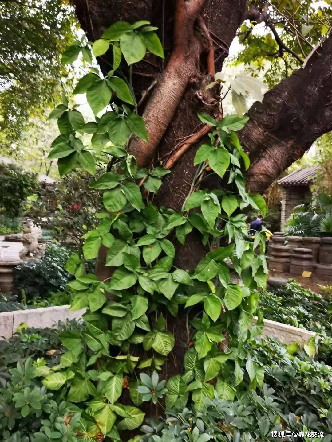 合果芋是否在爬藤叶片是两种形态很容易被误以为是两种植物