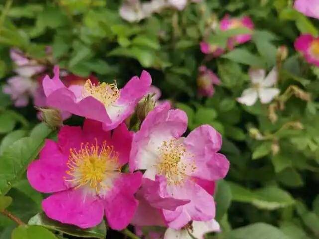 五月蔷薇处处花 熬粥 做汤 泡茶 做菜都是它 嫩茎
