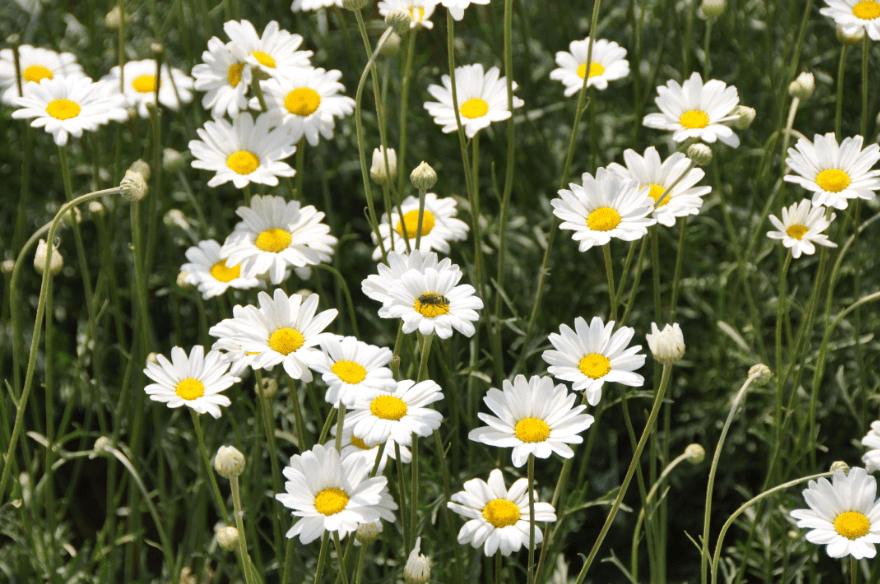 三种适合夏天养护的花卉,驱蚊赶虫很实用,比蚊香好用,还好养活