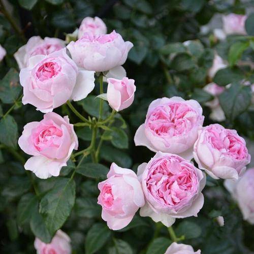 阳台养棵伊芙唯一,多季节开花,花美香味浓_月季花