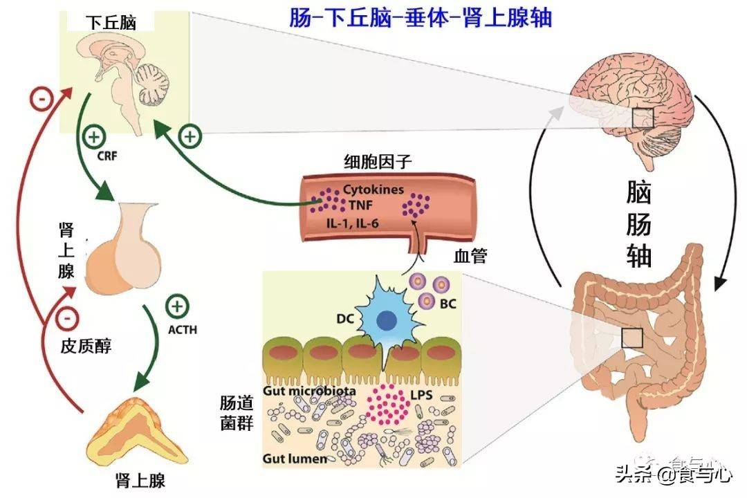 压力反应系统主要由下丘脑-交感神经-肾上腺髓质轴和hpa轴两个相互