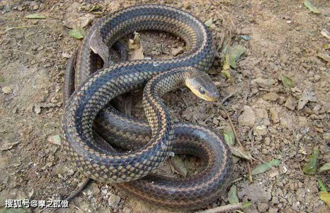 蛇是哪年出生的命 2a2f575489c84d2b934a9689d442eadd.jpeg