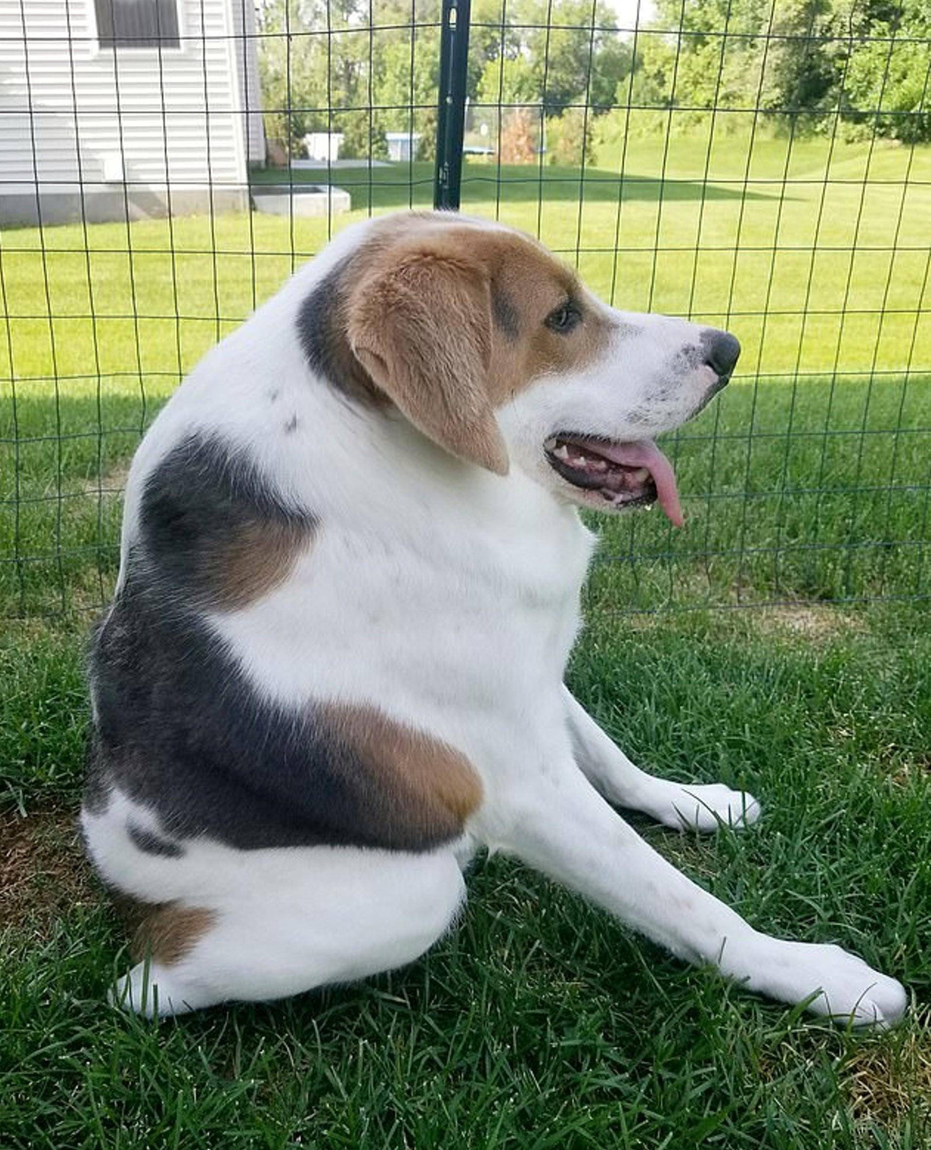 无颈狗险被安乐死新主人 我要让它成最快乐的狗 Cooper