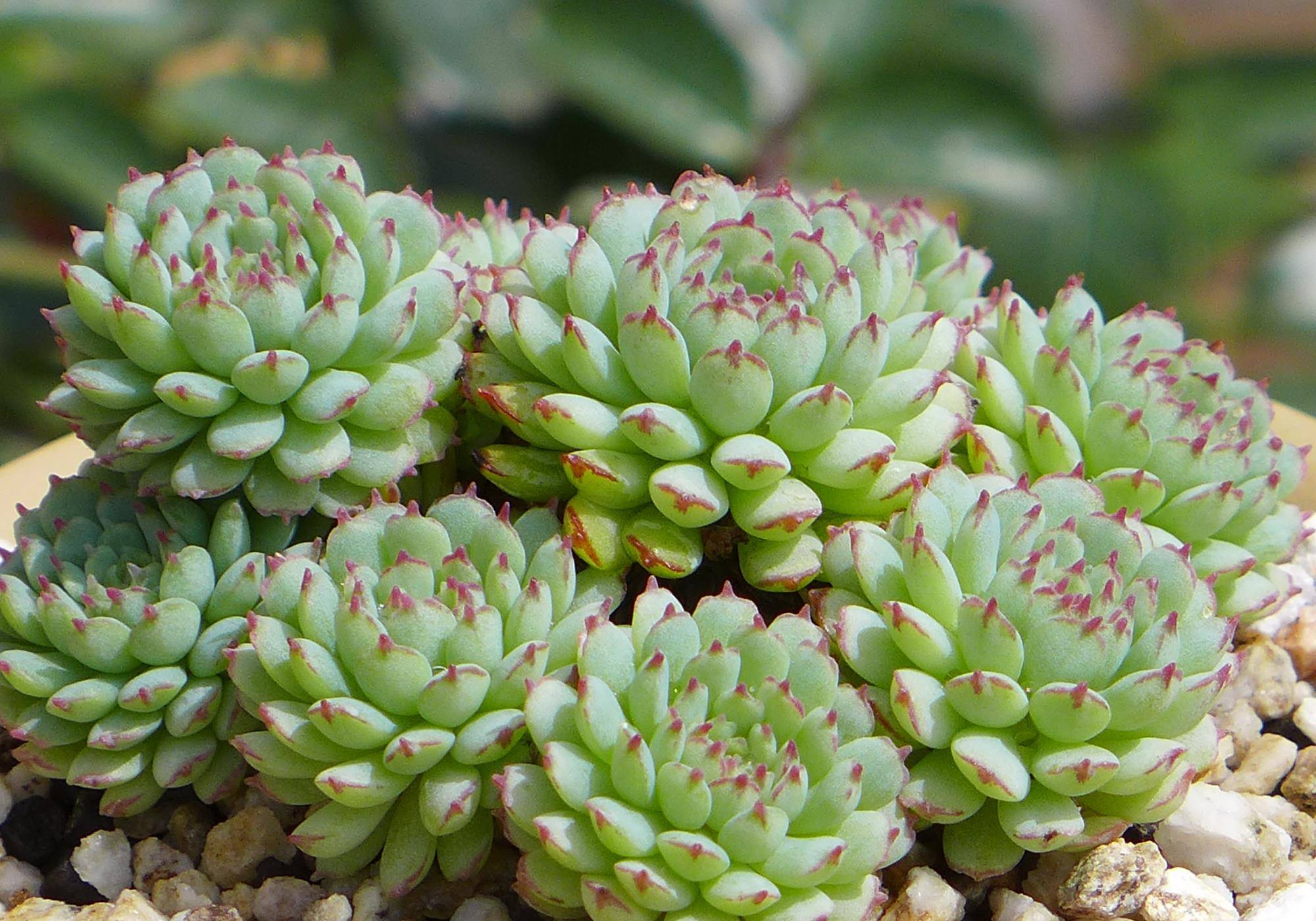 公认的叶插能力很强的10种多肉新手放心养轻松变成多肉大户