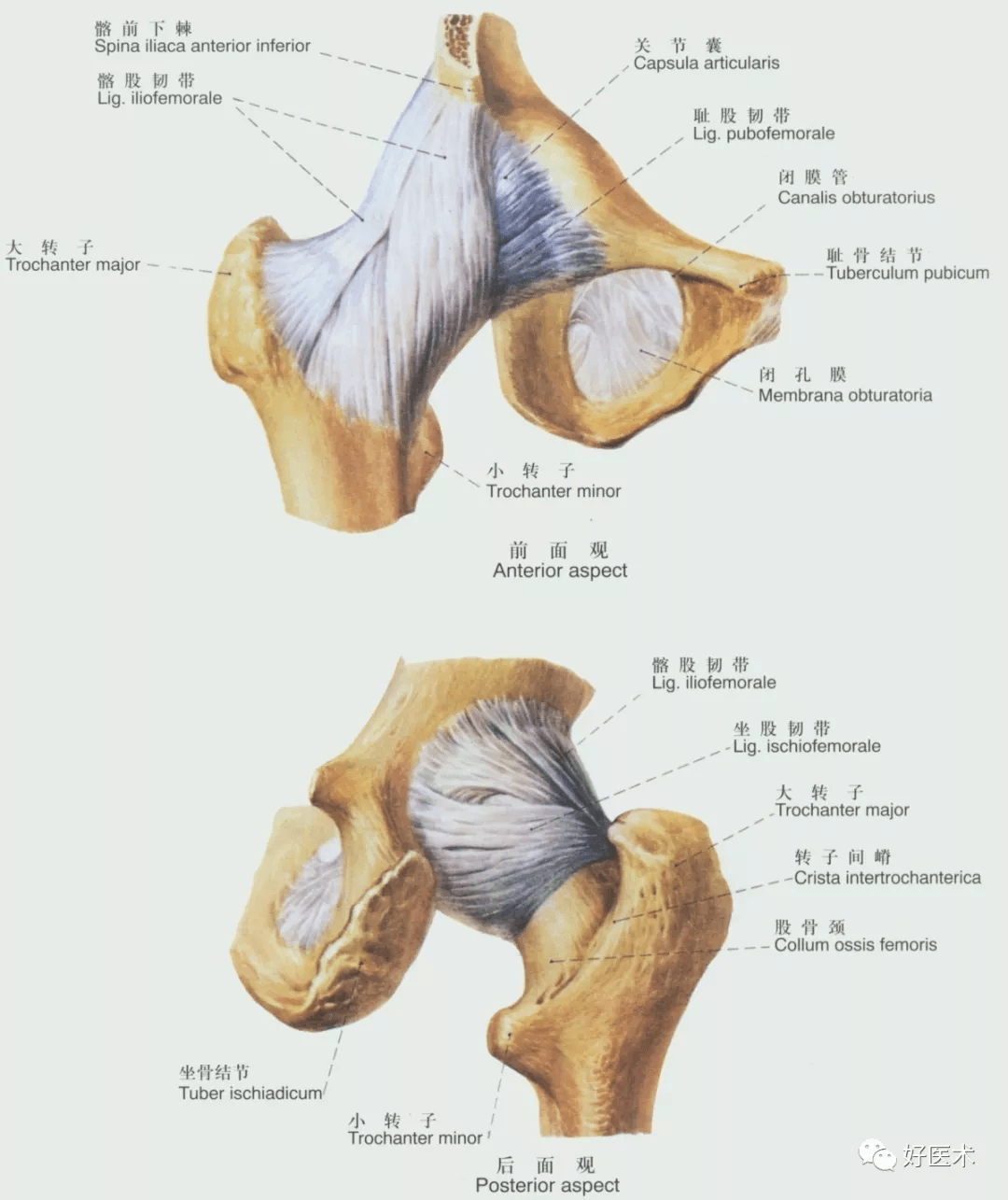 图4-2 髋骨(外面观)-外科学-医学