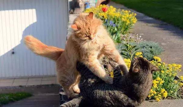 小猫如何配对 54c81a9fe0a64f2cb96e1c1556439a21.jpeg