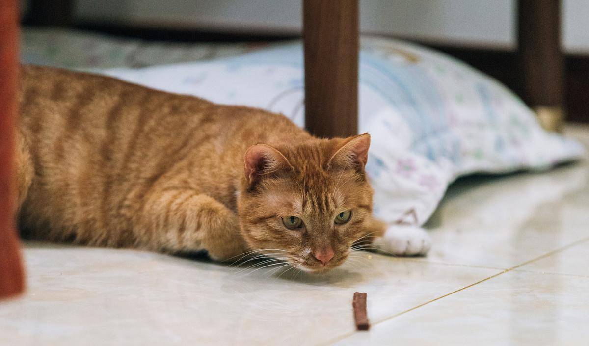 猫咪便秘的原因、症状以及应对措施分析！_结肠