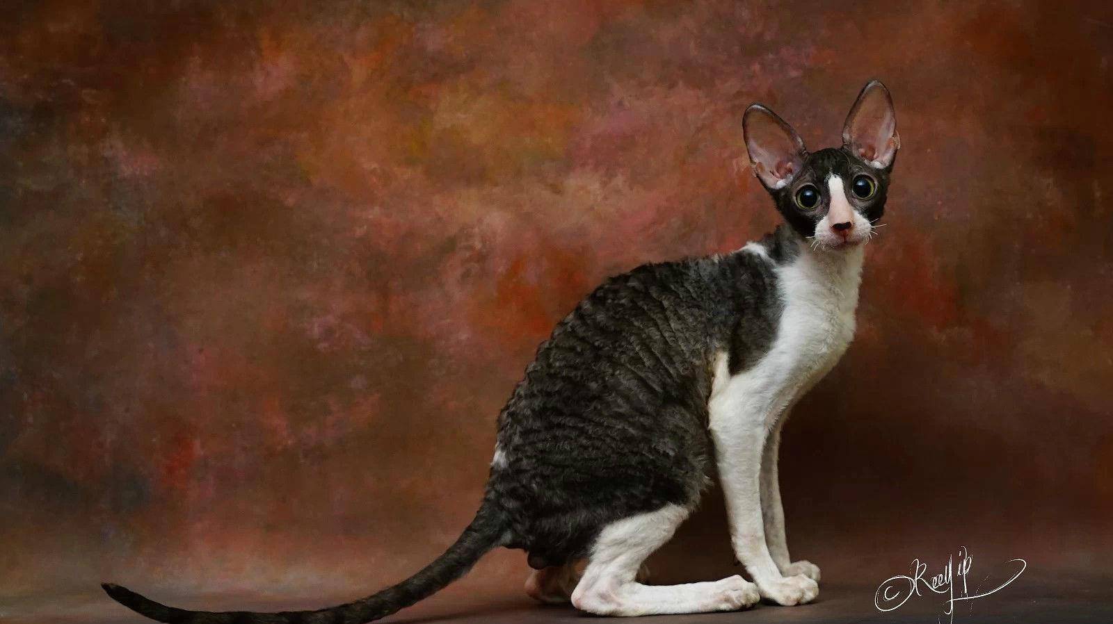 怎么看小猫有没有绒毛 609ed0963223481595577f0ab049b274.jpeg