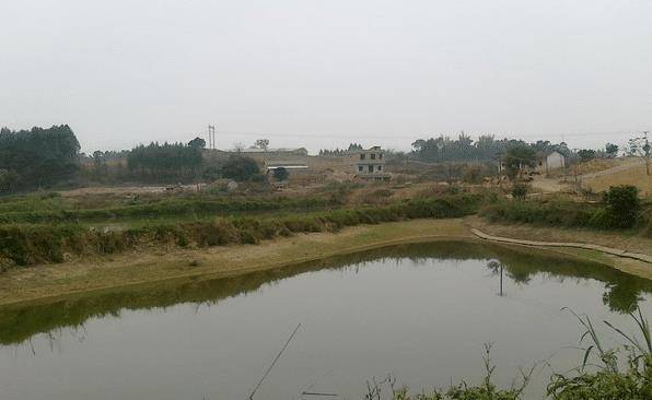 原创在农村一些长期废置的水坑里为何会有鱼它们是从哪里来的