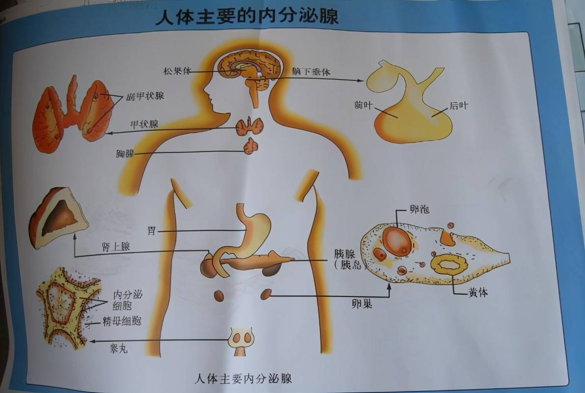 人体8大腺体图片