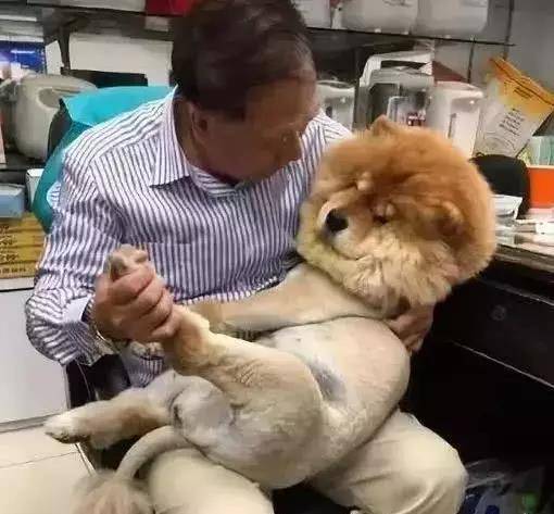 如何给狗狗剪脚毛 ab1cc814959147dd8c0ec5c1d45d3cb5.jpeg