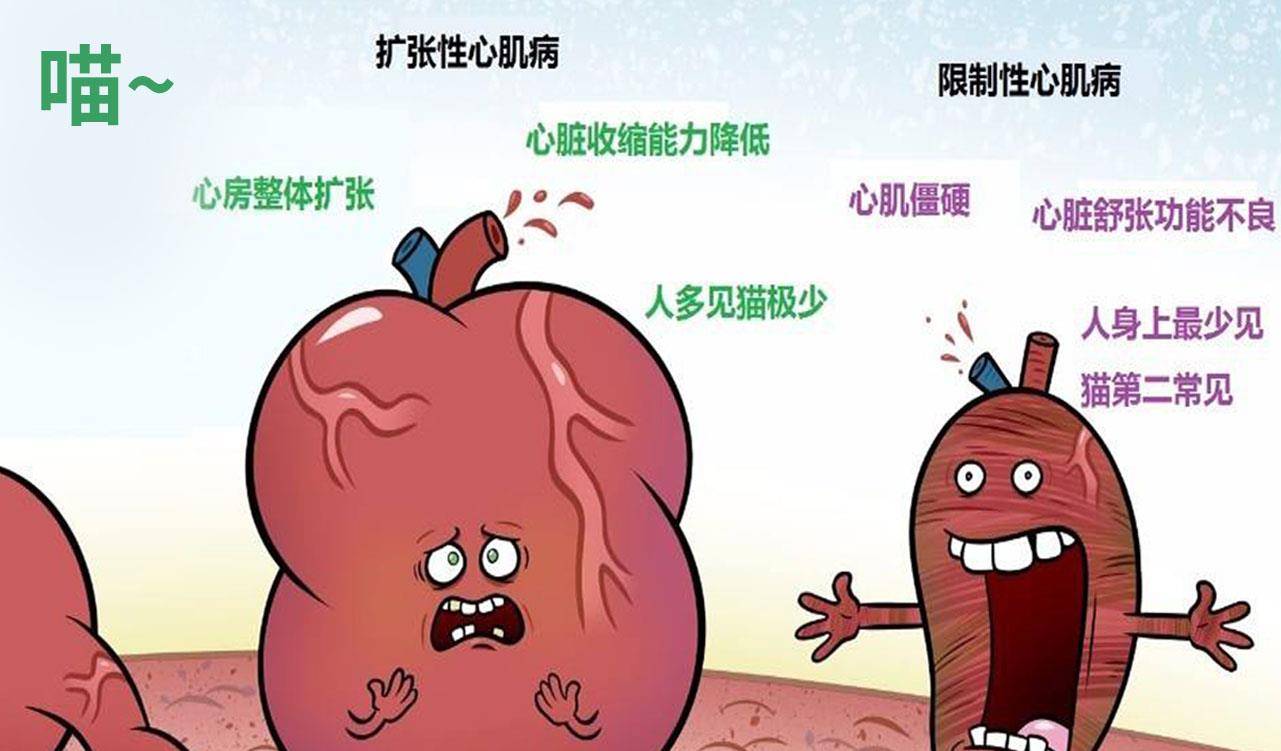 猫咪常见病例：猫咪患心力衰竭的相关症状以及治疗方法！