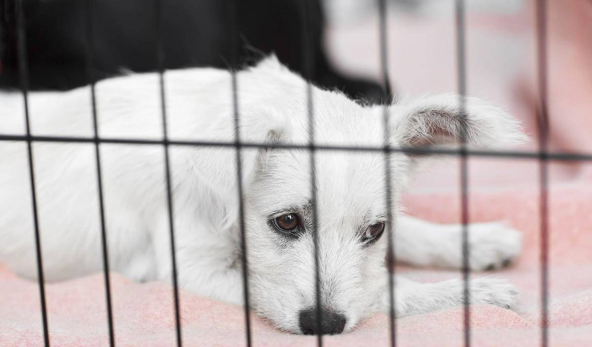 怎么教狗狗不要随便大小便 e2cb6417484d4cd08f127b8a0eba9fc9.jpeg