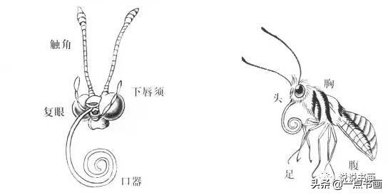 其细长的六足生在换上,虹吸式口器只有吸食花蜜时才伸出来.