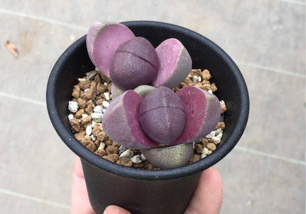 喜欢多肉养一盆帝玉就像一件精致的石制艺术品时间越长越珍贵