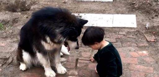 狗多少岁就不能生孩子了 1c7e2513540b4f5e9638e29fd721a033.jpeg