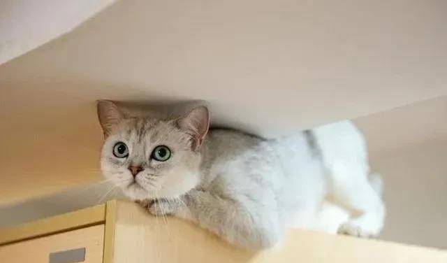 猫的天空之城人均消费_天空之城简谱(3)