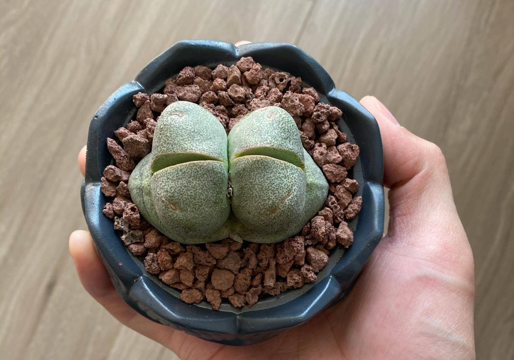 喜欢多肉养一盆帝玉就像一件精致的石制艺术品时间越长越珍贵