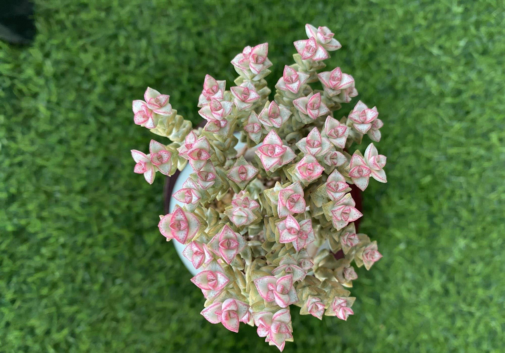 彩色蜡笔比美杏锦还好养的带锦多肉做好3点叶片肥厚颜色清新