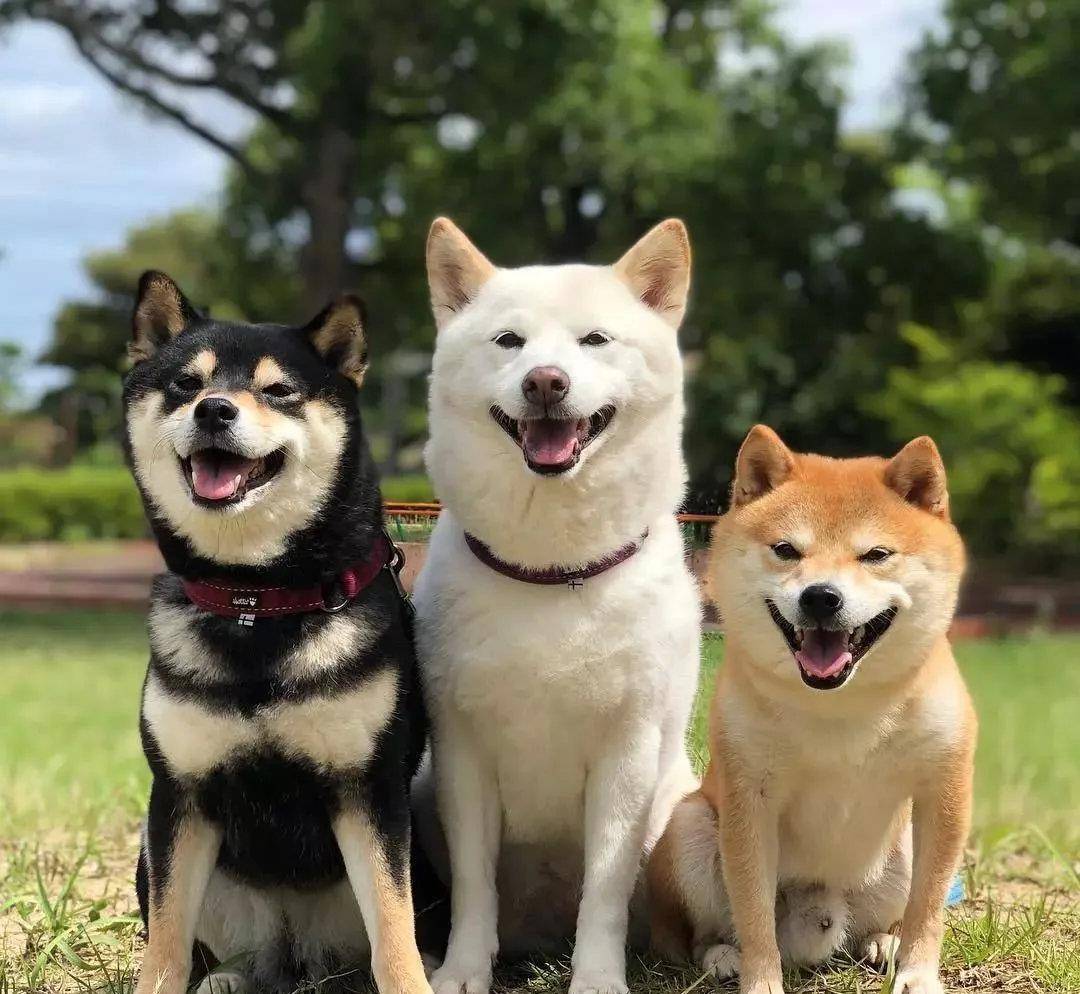 豆柴和标体柴的区别豆柴价格 柴犬