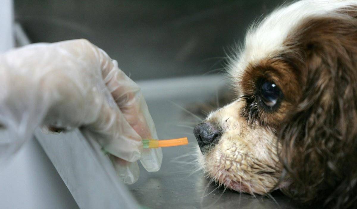 狗狗食欲不振怎么办 很简单 就5点 影响