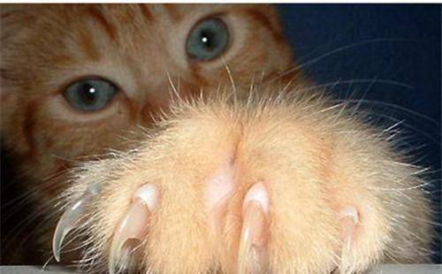 怎么看小猫的指甲 719cff8675c34a72b64608765beaf40e.jpeg