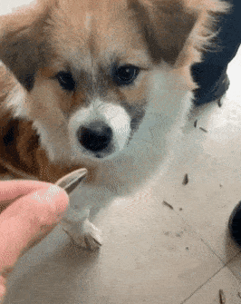 狗狗吃了瓜子壳怎么办