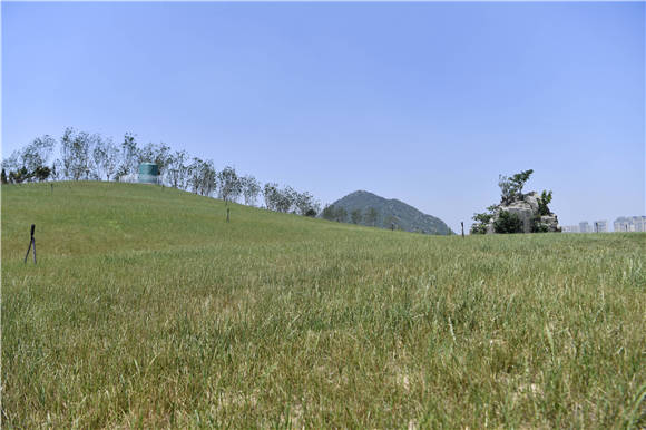 济南黄河生态草坪基地图片