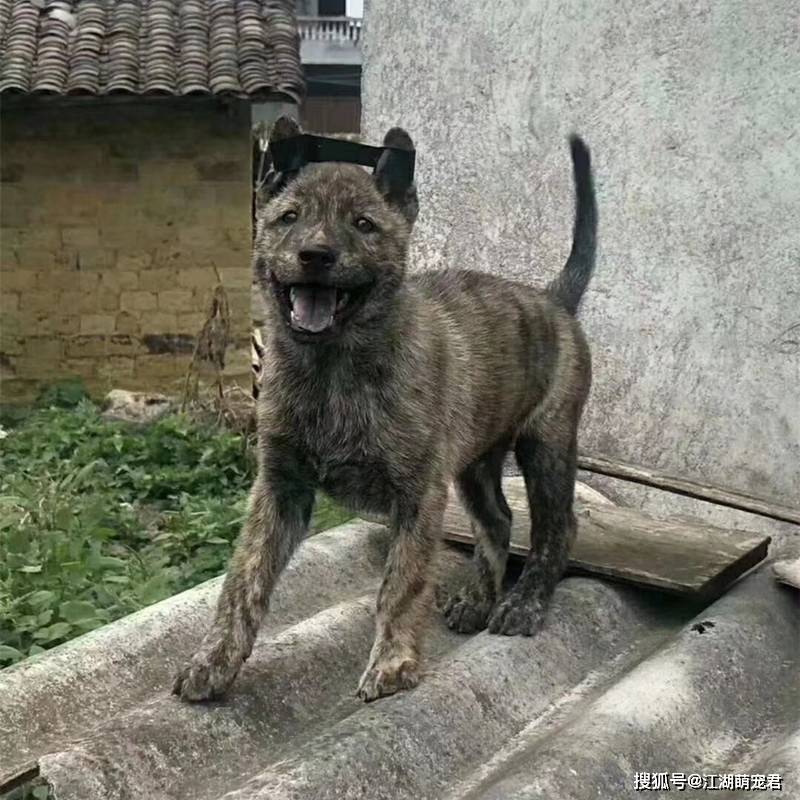 狗狗有这些特征 代表它很 旺家 养到就赚到了 黄狗